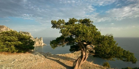 Juniper high: fotografija i opis